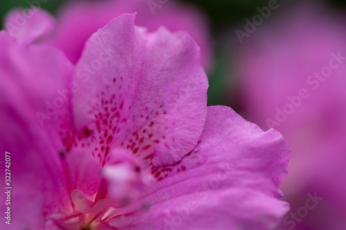 Azaleas tropical flower.