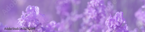 Panorama lavender field after the rain.