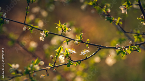 Crerry tree blooming photo