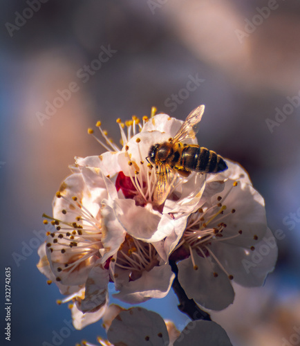 Crerry tree blooming photo