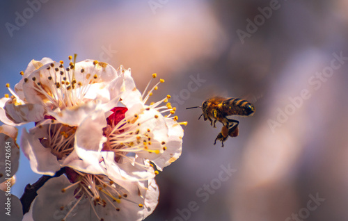 Crerry tree blooming photo