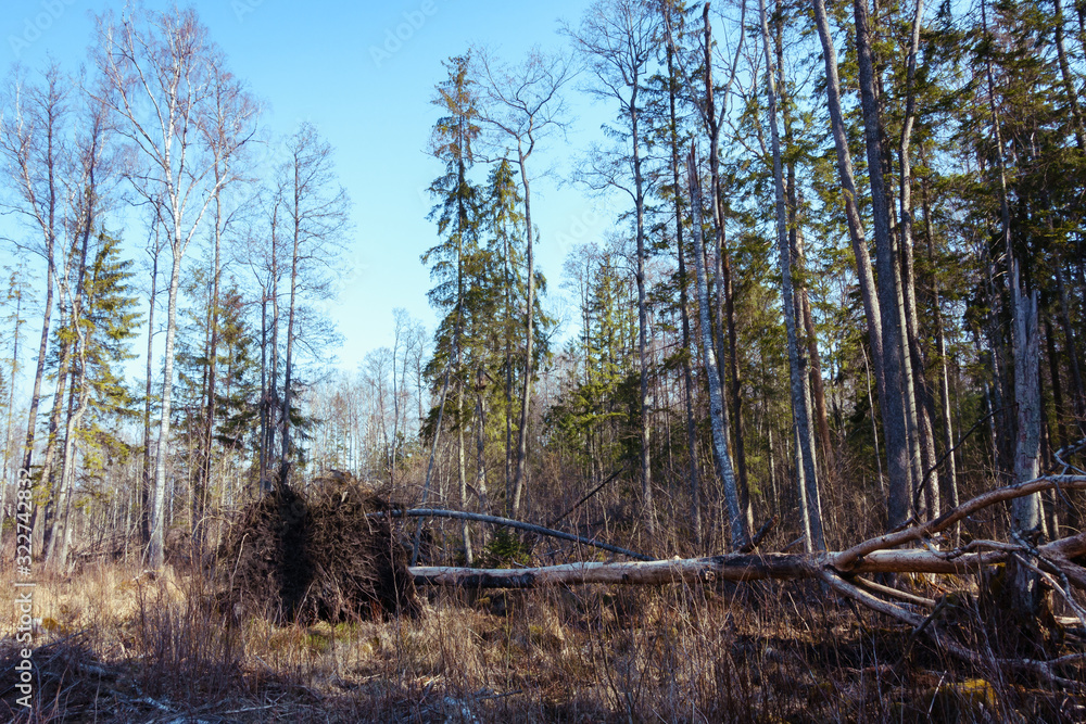 Obraz premium After the storm, a tree fell in the forest, the animals cut off all the bark on the trunk and branches. Partial focus and sharpness.