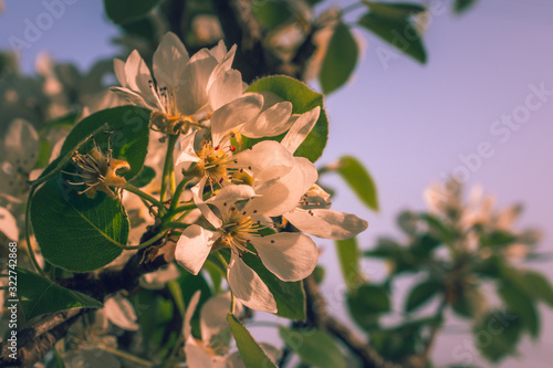 Crerry tree blooming photo