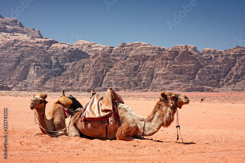 Some Bedouin camels in the panorama of rocky mountains and red sand in the Jordanian desert of Wadi Rum.
