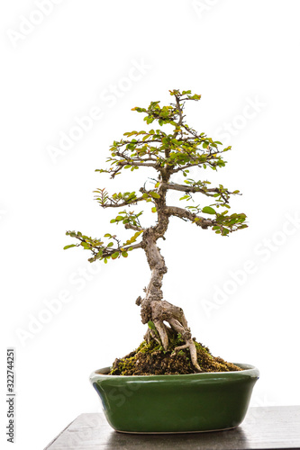 Tray plant, Japanese bonsai art, small plant growing in ceramic tray isolate on white background