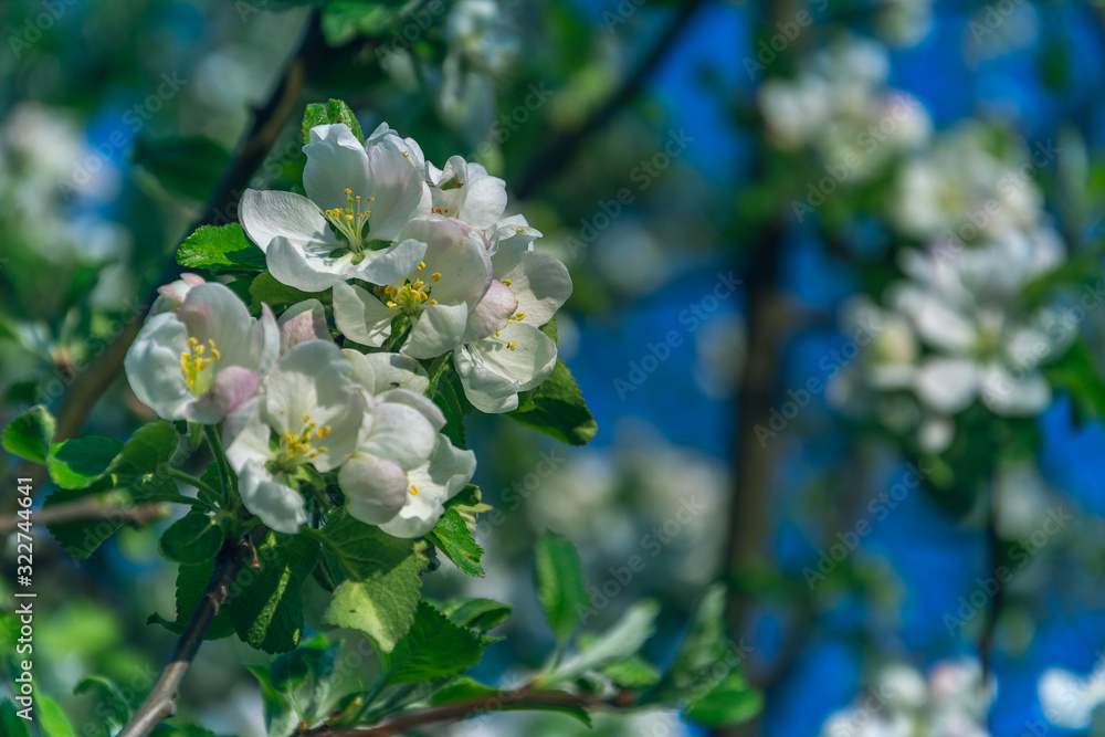 Apple tree blooming Apple tree blooming