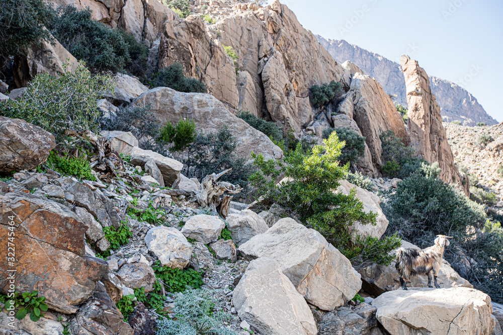 beautiful landscape in the north of Oman with a wild goat beautiful landscape in the north of Oman with a wild goat
