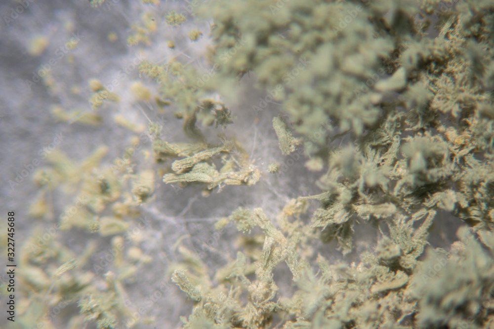 Obraz premium Close up of Aspergillus oryzae is a filamentous fungus, or mold that is used in food production, such as in soybean fermentation for education in laboratory.(soft focus and have Grain/Noise)
