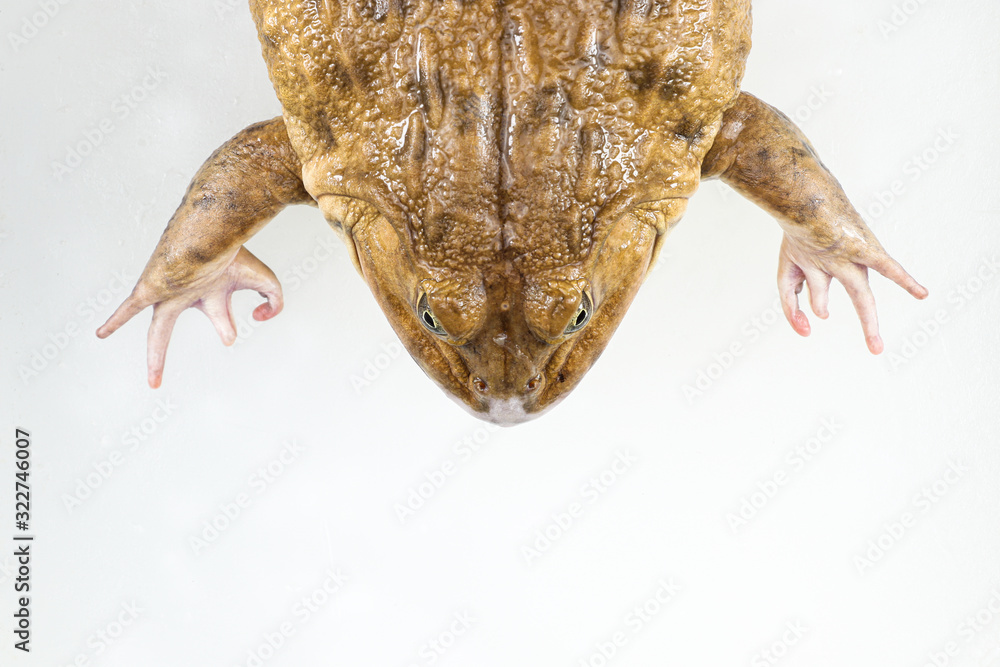 Fototapeta premium Concept of Education anatomy frog and Respiratory system of frog in laboratory.