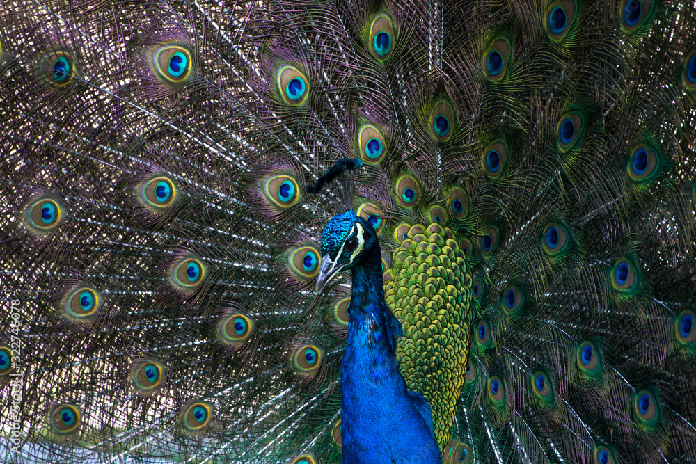 Obraz premium Pavo real mostrando su plumaje