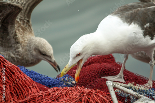 Goéland argenté - larus aregentatus  photo