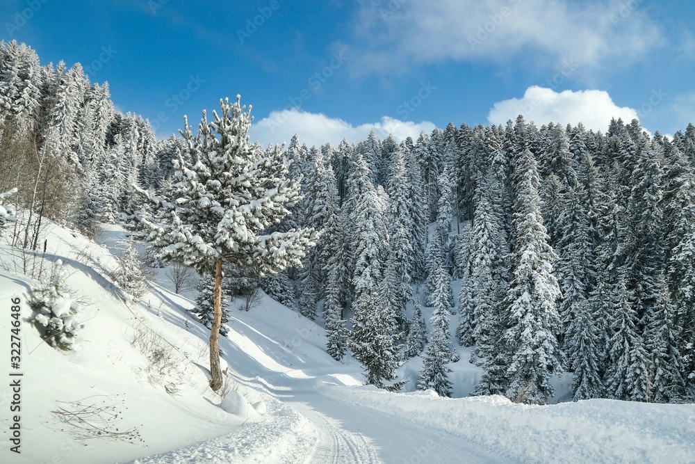 Winter view in a mountain forest covered with fresh snow. Christmas landscape