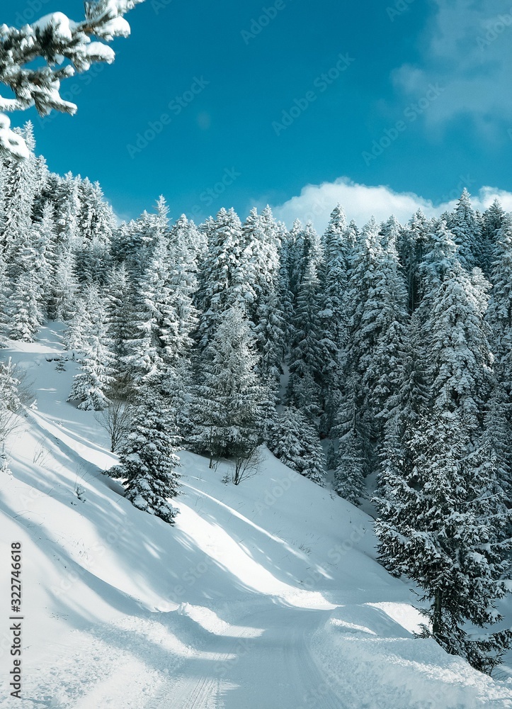 Winter view in a mountain forest covered with fresh snow. Christmas landscape