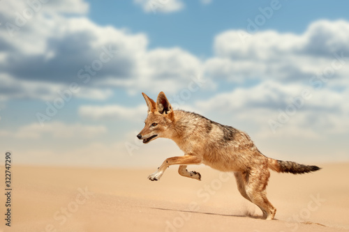 Isolated african canid, Black Backed Jackal, Canis Mesomelas, hunting on the sand dune against blue sky with clouds. Low angle, real african wildlife encounters during traveling desert Dorob, Namibia.