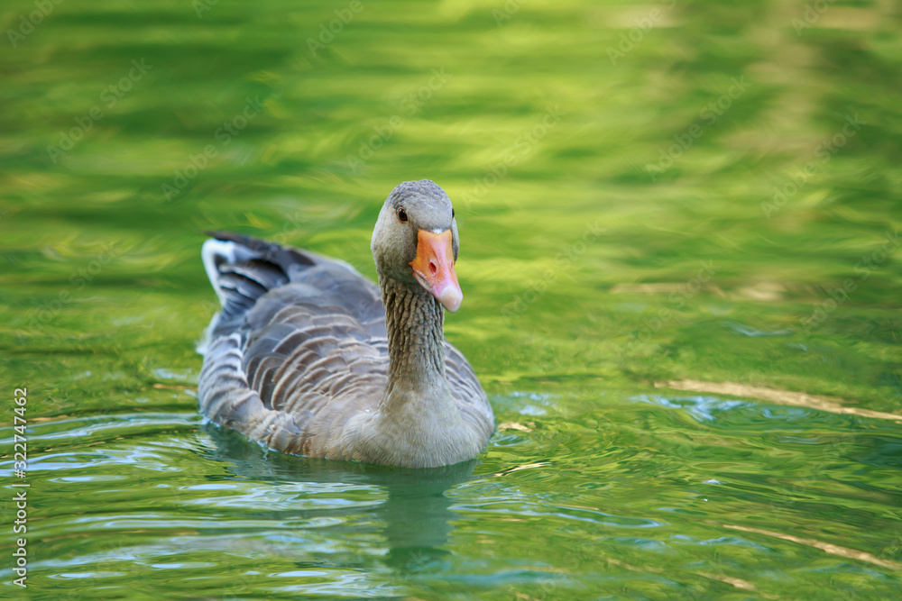 Fototapeta premium Big gray goose swims