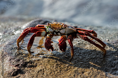 Small crab. Amazing animal world of Galapogos islands