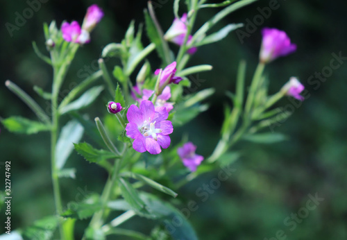 Medicinal herb Epilobium parviflorum, commonly known as the hoary willowherb or smallflower hairy willowherb.Extracts of this plant have been used by traditional medicine. Antiinflammatory effect.