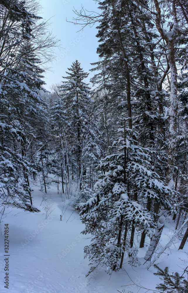 Fototapeta premium forest in winter