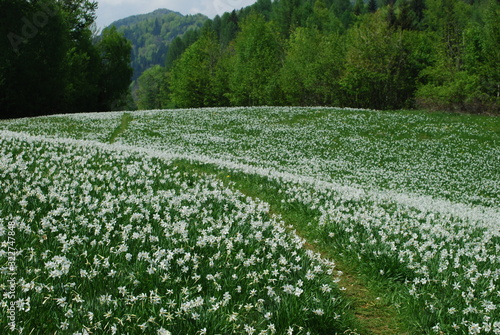 Narzissenfeld