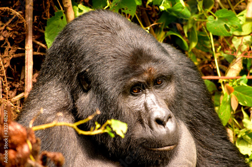 Closeup of a mountain gorilla silverback in the Bwindi Impenetrable Forest
