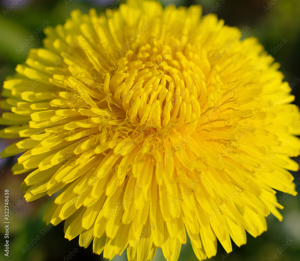 Bright-yellow dandelion macro Bright-yellow dandelion macro