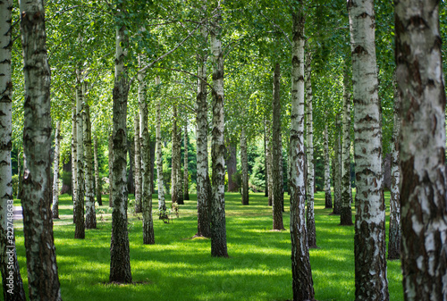 Fototapeta Naklejka Na Ścianę i Meble -  Nature view of birch forest
