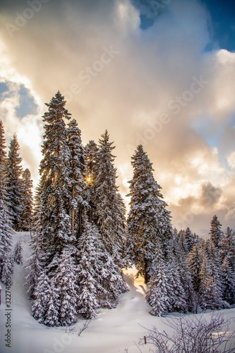 Winter view in a mountain forest covered with fresh snow. Christmas landscape