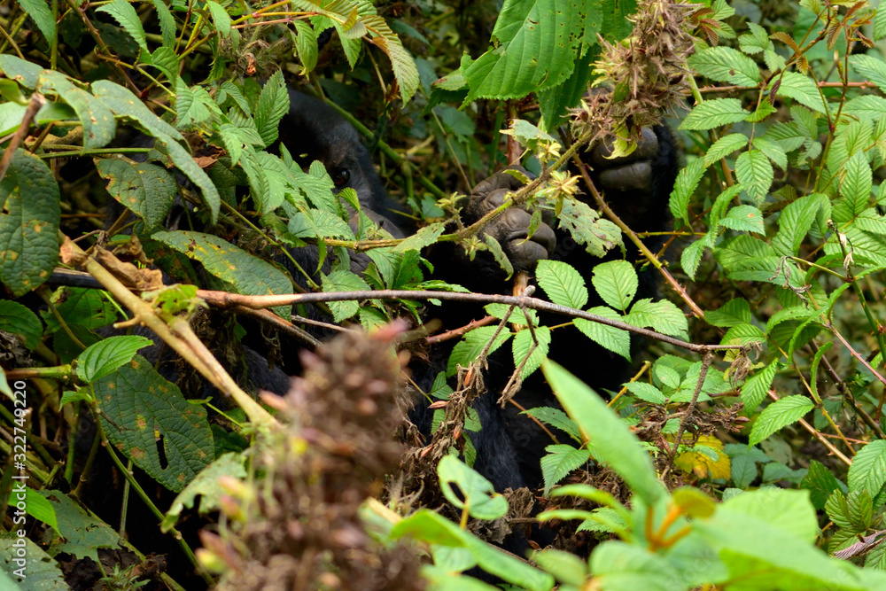 Closeup of a mountain gorilla female eating foliage in the Bwindi Impenetrable Forest Closeup of a mountain gorilla female eating foliage in the Bwindi Impenetrable Forest