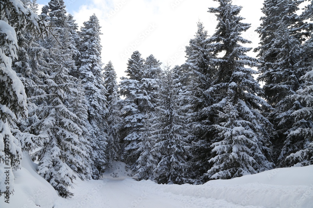 Winter view in a mountain forest covered with fresh snow. Christmas landscape Winter view in a mountain forest covered with fresh snow. Christmas landscape