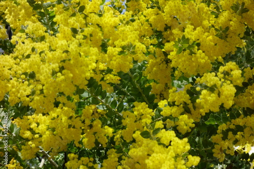 華やかに、艶やかに群生して咲く黄色の花々