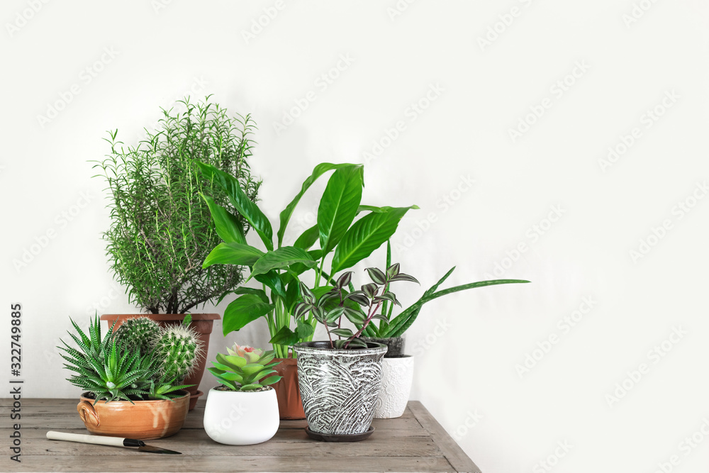 Home Potted Plants