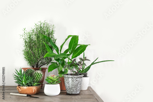 Home Potted Plants