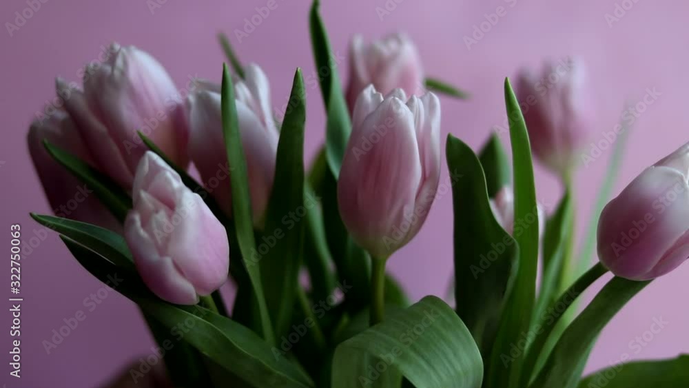 Bouquet of pink tulips for the holidays. Women's Day, Valentine's Day, name day. On a pink background. Copy space Bouquet of pink tulips for the holidays. Women's Day, Valentine's Day, name day. On a pink background. Copy space