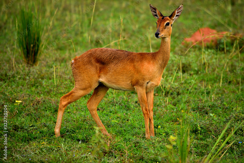 Closeup of an african oribi antelope in the Murchison Falls National Park Closeup of an african oribi antelope in the Murchison Falls National Park