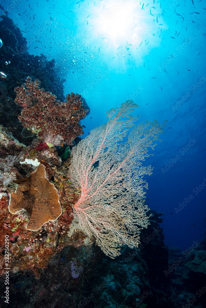 beautiful coral underwater