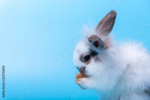 The adorable rabbit with paws near the mouth on light blue background.