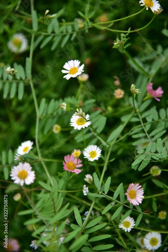 Bellis perennis. European species of daisy pink flower photography