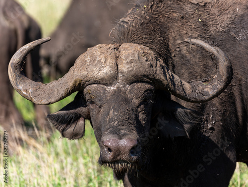 Buffalo © Bruce