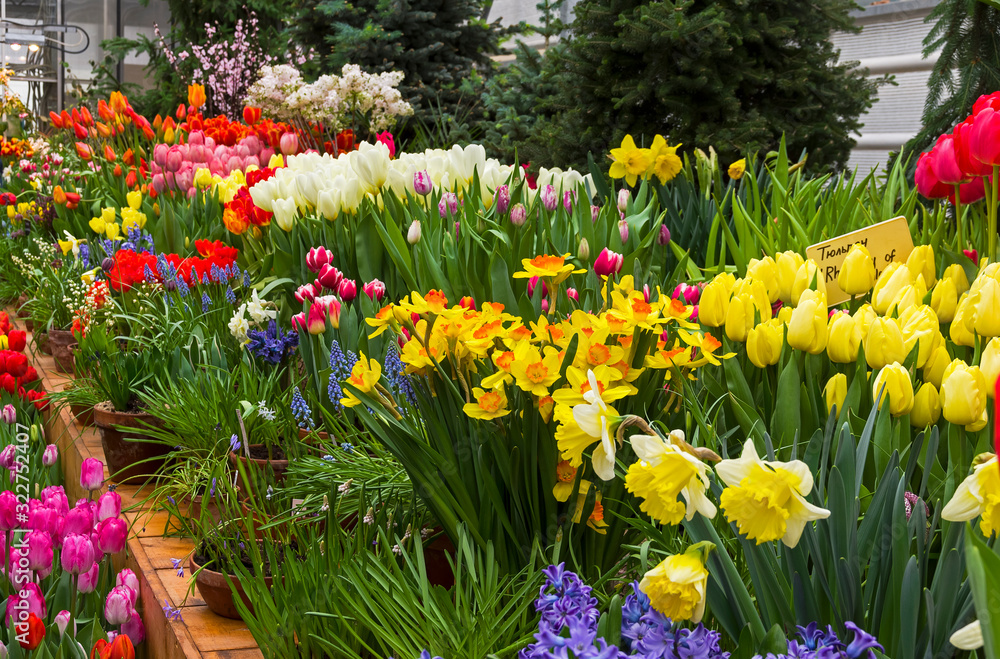 Obraz premium Beautiful bright colorful flowers