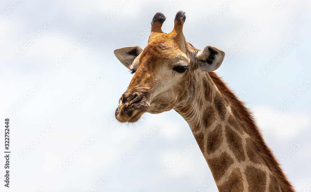 portrait of a giraffe portrait of a giraffe