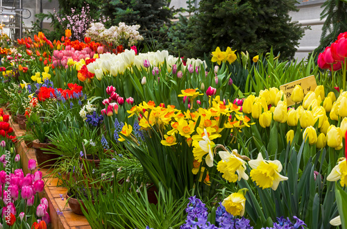 Beautiful bright colorful flowers