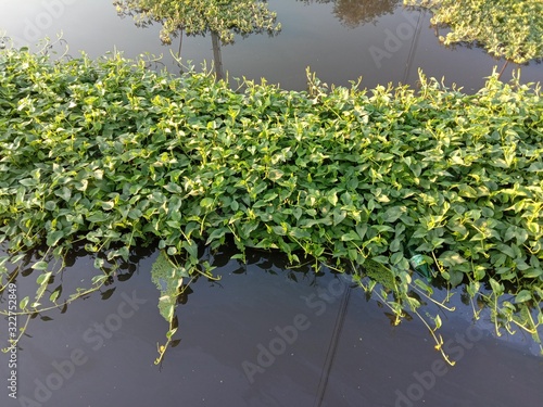 Morning glory clump green fresh vegetable isolated on water surface background closeup in the canal.