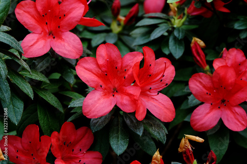 Tropical exotic azalea flower blooming in jungle. Red and pink flowers.