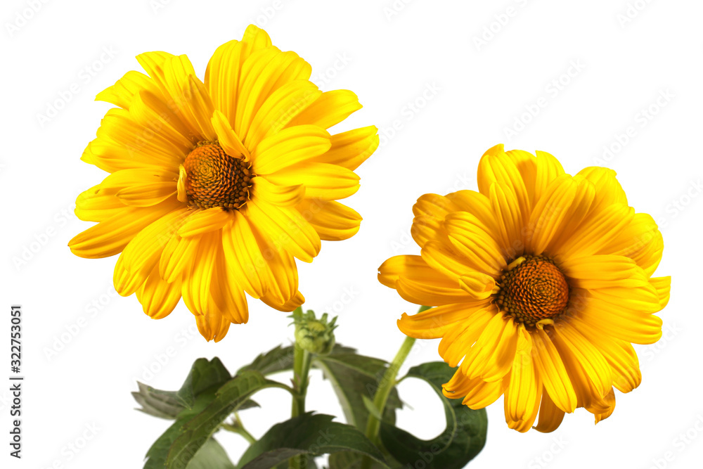 Fototapeta premium Growing heliopsis flowers isolated on white