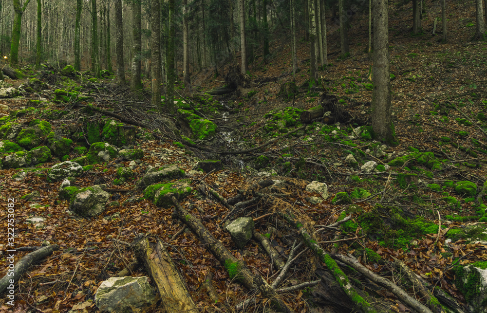 soft focus wild forest common scenic landscape nature environment moody trees foliage soft focus wild forest common scenic landscape nature environment moody trees foliage