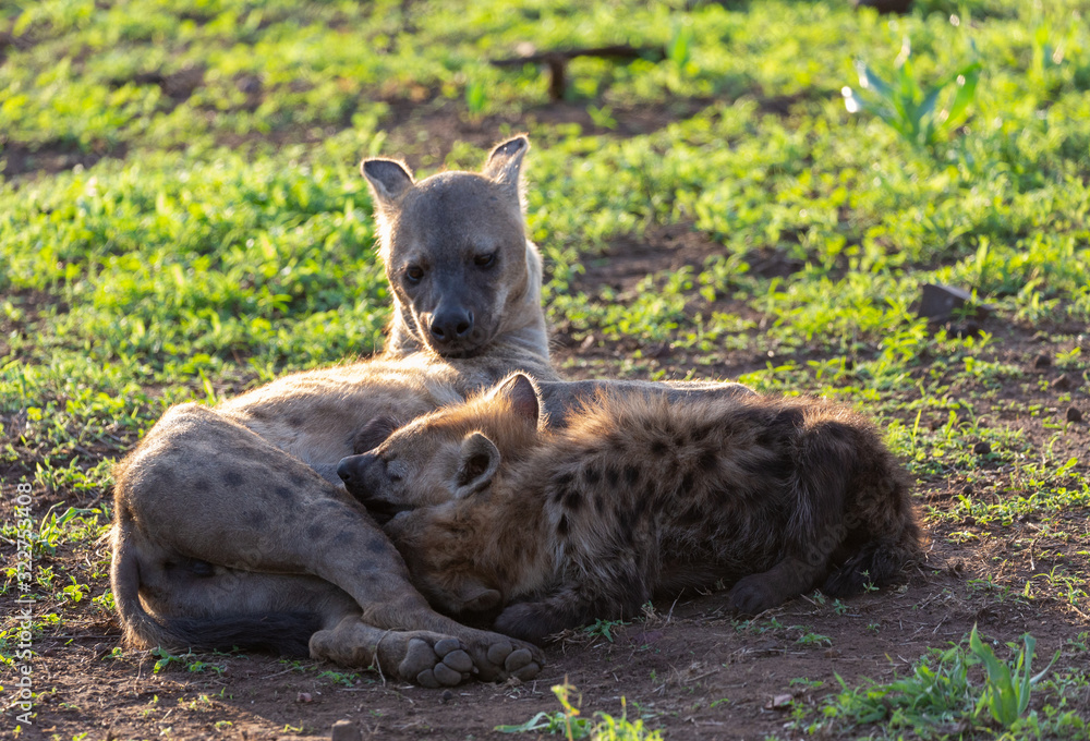 Fototapeta premium hyena in africa