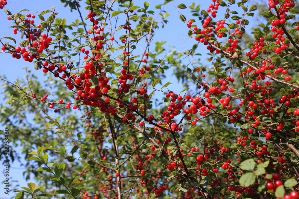 Nanking cherry and blue sky. Far eastern delicacy Nanking cherry and blue sky. Far eastern delicacy