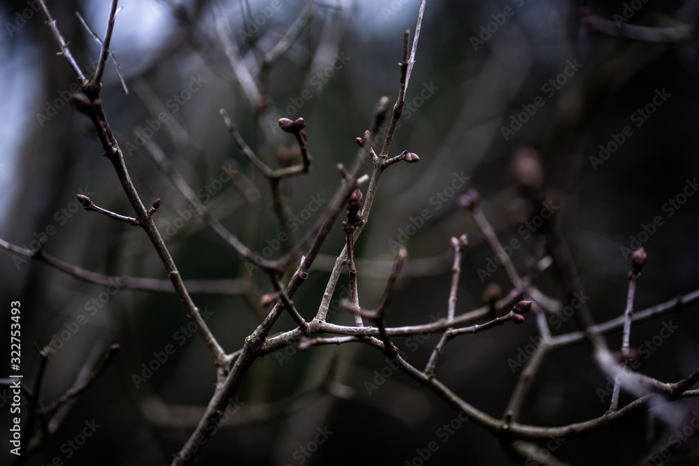 nature nature