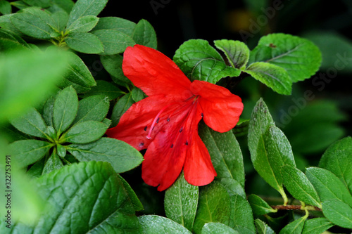Tropical exotic azalea flower blooming in jungle. Red and pink flowers.