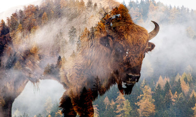 Fototapete Bison Bison im Nebelwald Doppelbelichtung  © Melinda Nagy